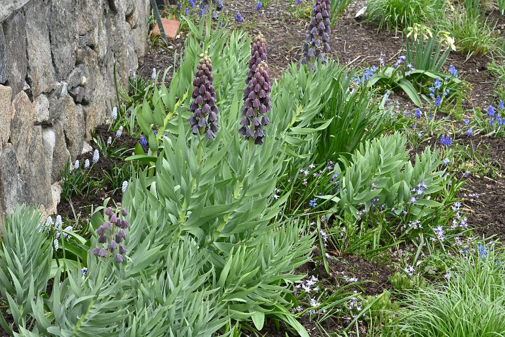 2025-04216441 Tower Hill Botanic Garden, MA.JPG - Persian Lily. New England Botanic Garden at Tower Hill, MA, 4-21-2025